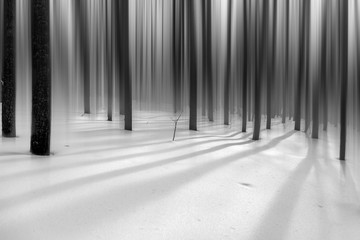 Blurry forest