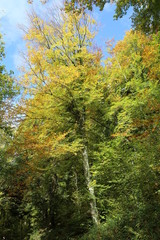 Fototapeta premium ARBOLES BOSQUES rios 