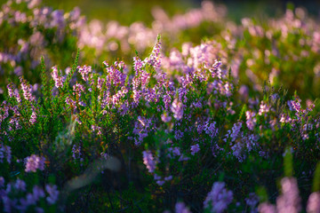Obraz premium Sunny day. Blooming heather. Beautiful lawn in the forest.