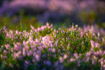 Sunny day. Blooming heather. Beautiful lawn in the forest.