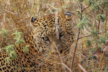 Leopard staring through long grass