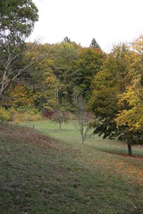 Fototapeta premium ARBOLES BOSQUES rios 