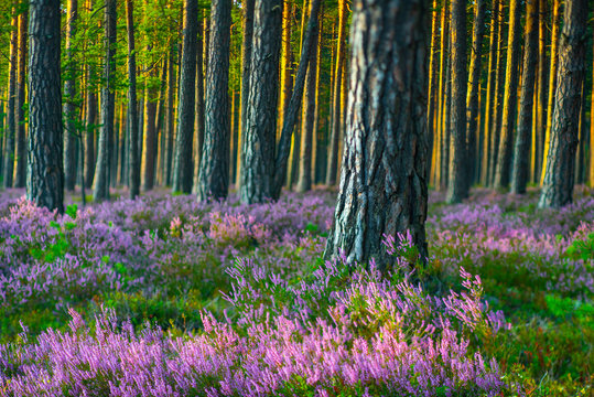 Sunny day. Blooming heather. Beautiful lawn in the forest.