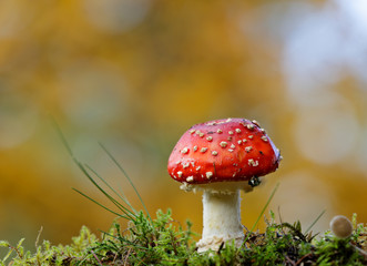 One spotted red mushroom in deep forest
