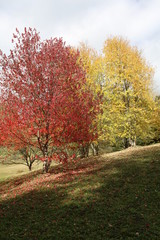 Naklejka premium ARBOLES BOSQUES rios 