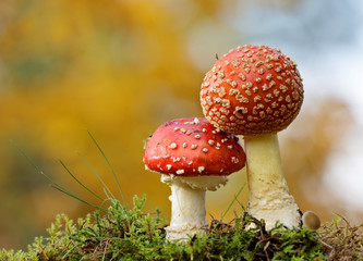 Two spotted red agaric mushrooms in deep forest