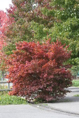 Naklejka premium ARBOLES BOSQUES rios 