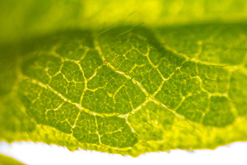 green leaf macro photography