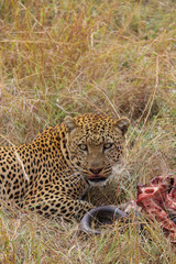 Male Leopard having dinner