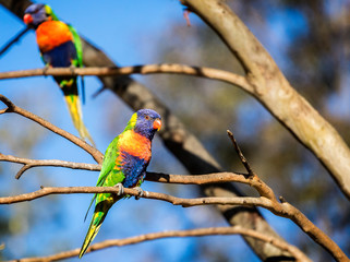 Colourful Australian Rainbow Lorikeet perched in a tree