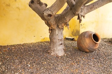 Isolated amphora under the tree in the garden and a yellow wall background (Madeira, Portugal)