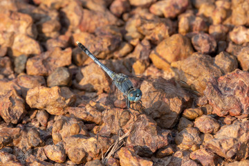 dragonfly on the Laterite stone