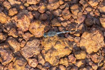 dragonfly on the Laterite stone