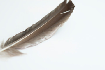 Fototapeta na wymiar The only photograph of a black-and-gray feather on a white area with empty spaces.