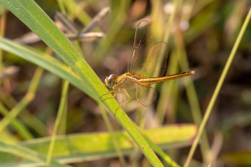 golden dragonfly on a leaf