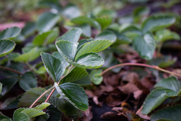 Garden beds with strawberry bushes prepared for winter in the garden