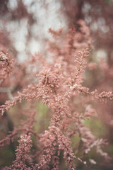 Flowers in early spring