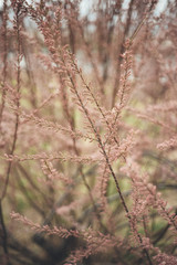 Plants in El Prat, Barcelona