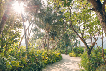 Path on a palm tree forest in morning sunlight, sun rays. Amazing tropical backdrop