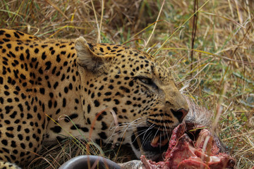 Male Leopard having dinner