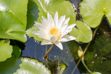 white lotus flower in a tub