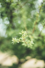 Fototapeta premium Flowers in early spring
