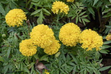 bouquet of yellow flowers