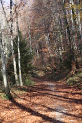 Obraz premium ARBOLES BOSQUES rios 