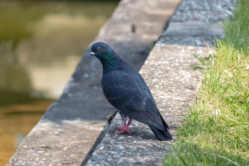 pigeon in the park