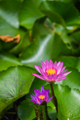 Purple lotus  is in the pond.