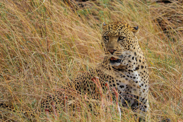 Leopard sitting observing.