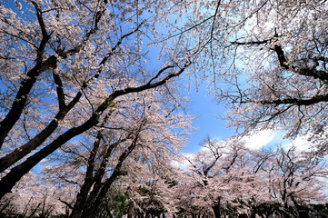 桜　春イメージ