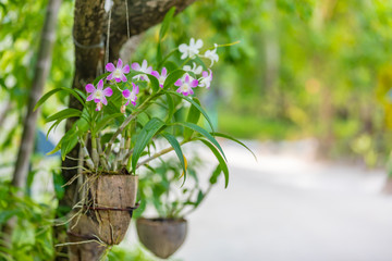 Endemic wild orchid (Grammangis ellisiiof) flowering on a tree trunk in its natural habitat. Rain forest of the Eastern Madagascar.