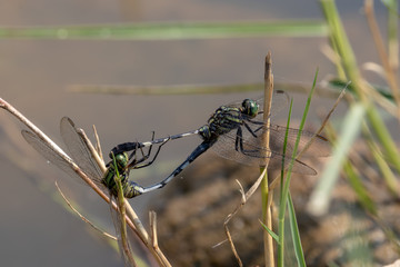 Dragonflies are breeding in the garden.