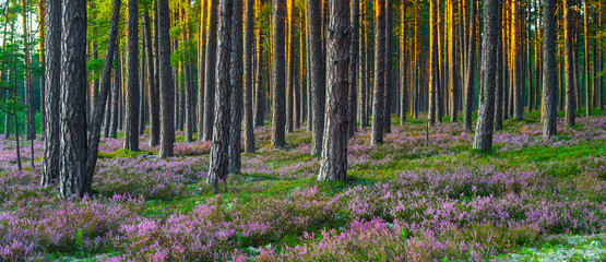 Sunny day. Blooming heather. Beautiful lawn in the forest. - obrazy, fototapety, plakaty