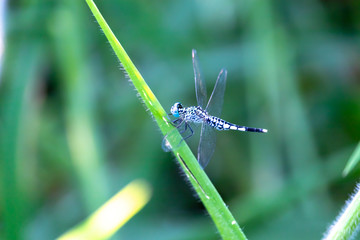 blue dragonfly on a blade of grass