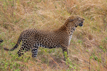 Male Leopard stalking through long grass