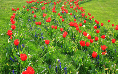 Rabaty z czerwonymi tulipanami i szafirkiem ogrodowym