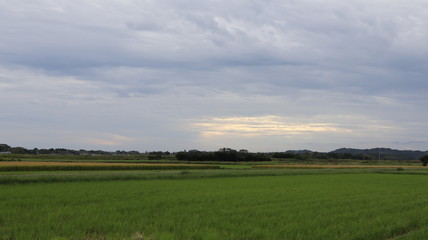 Fototapeta premium green field and blue sky