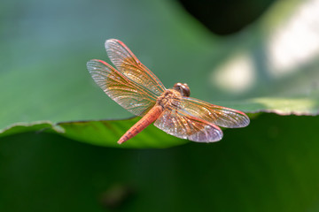 golden dragonfly on a leaf