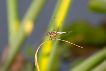 white and orange dragonfly on a blade of grass