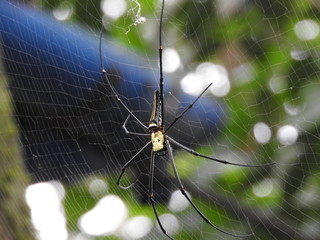 a spider with his cobweb captured with selective focus