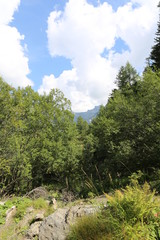 arboles bosques arrollos 