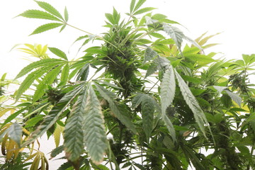 medical marijuana growing cannabis plants