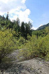 Obraz premium arboles bosques arrollos 