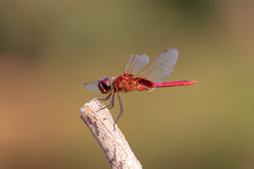 red dragonfly on a branch