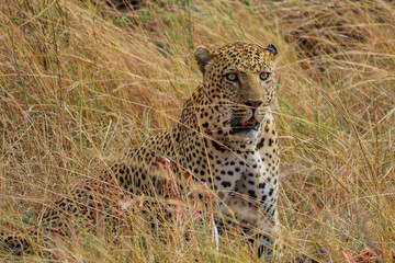 Leopard sitting observing.