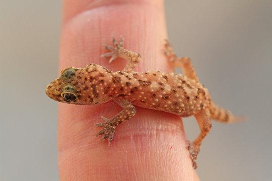 Halbfingergecko