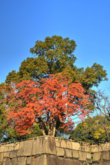 Naklejka premium 大阪城の紅葉