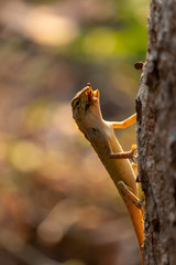 A chameleon eating an insect on a tree